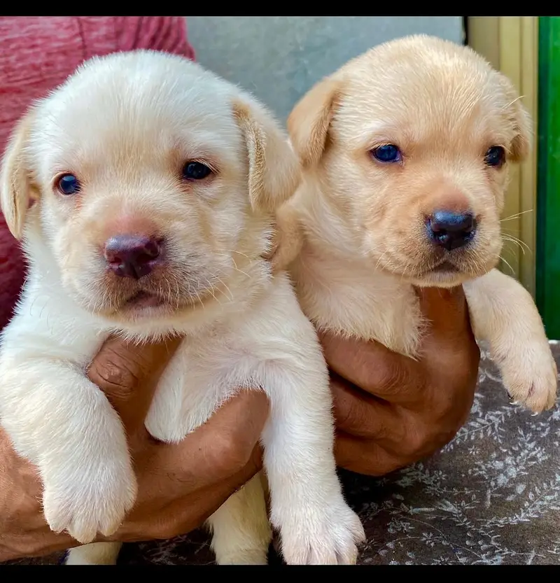 Labrador Puppies | British Labrador puppy |  |Top Quality Labrador Pup — photo 2