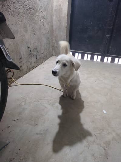urgent sale pyso kei zarroat ha