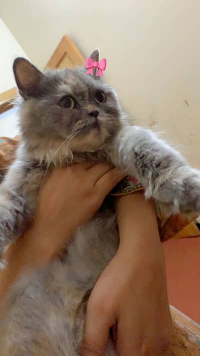 Urgent for sell looking for caring family