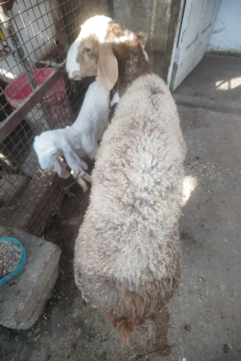 Turkey Dumba Gulabi — photo 2