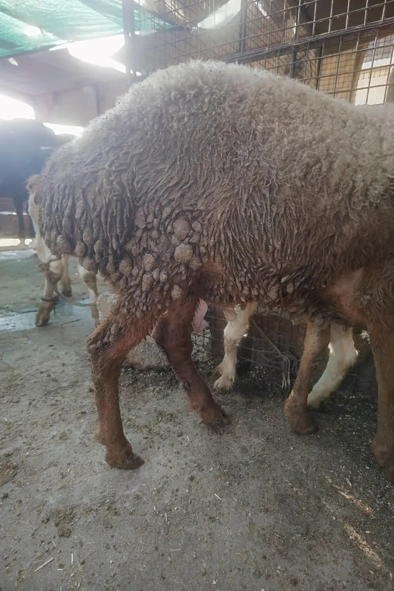 Turkey Dumba Gulabi — photo 3