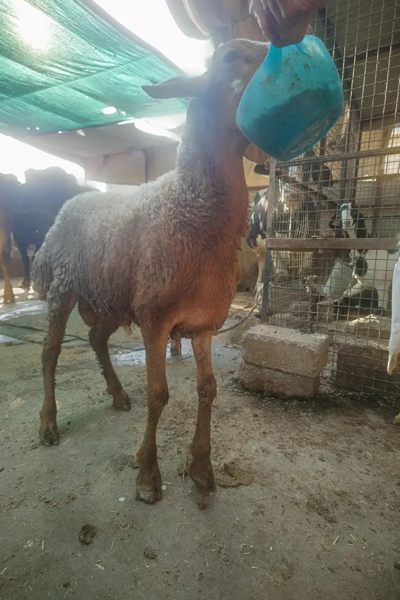 Turkey Dumba Gulabi — photo 4