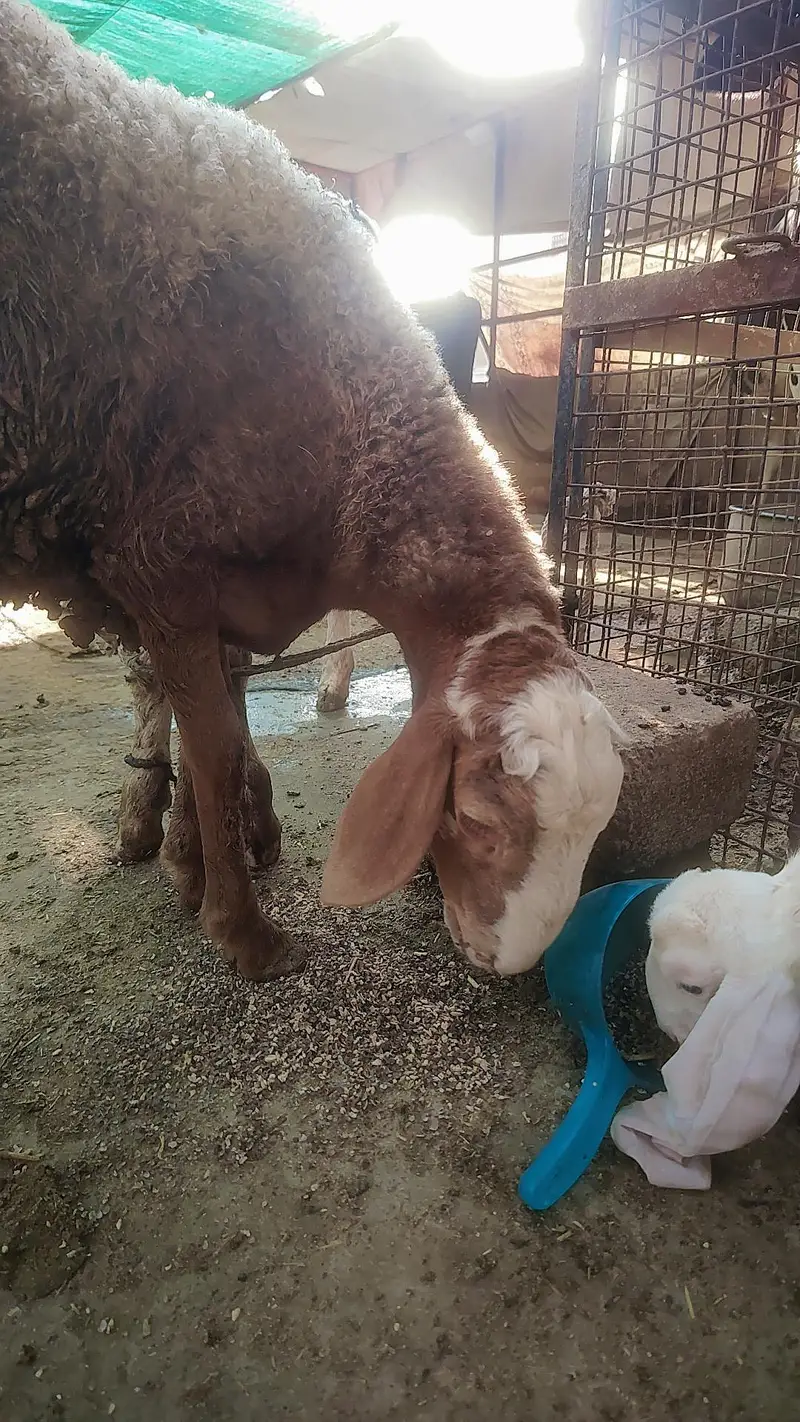 Turkey Dumba Gulabi — photo 5