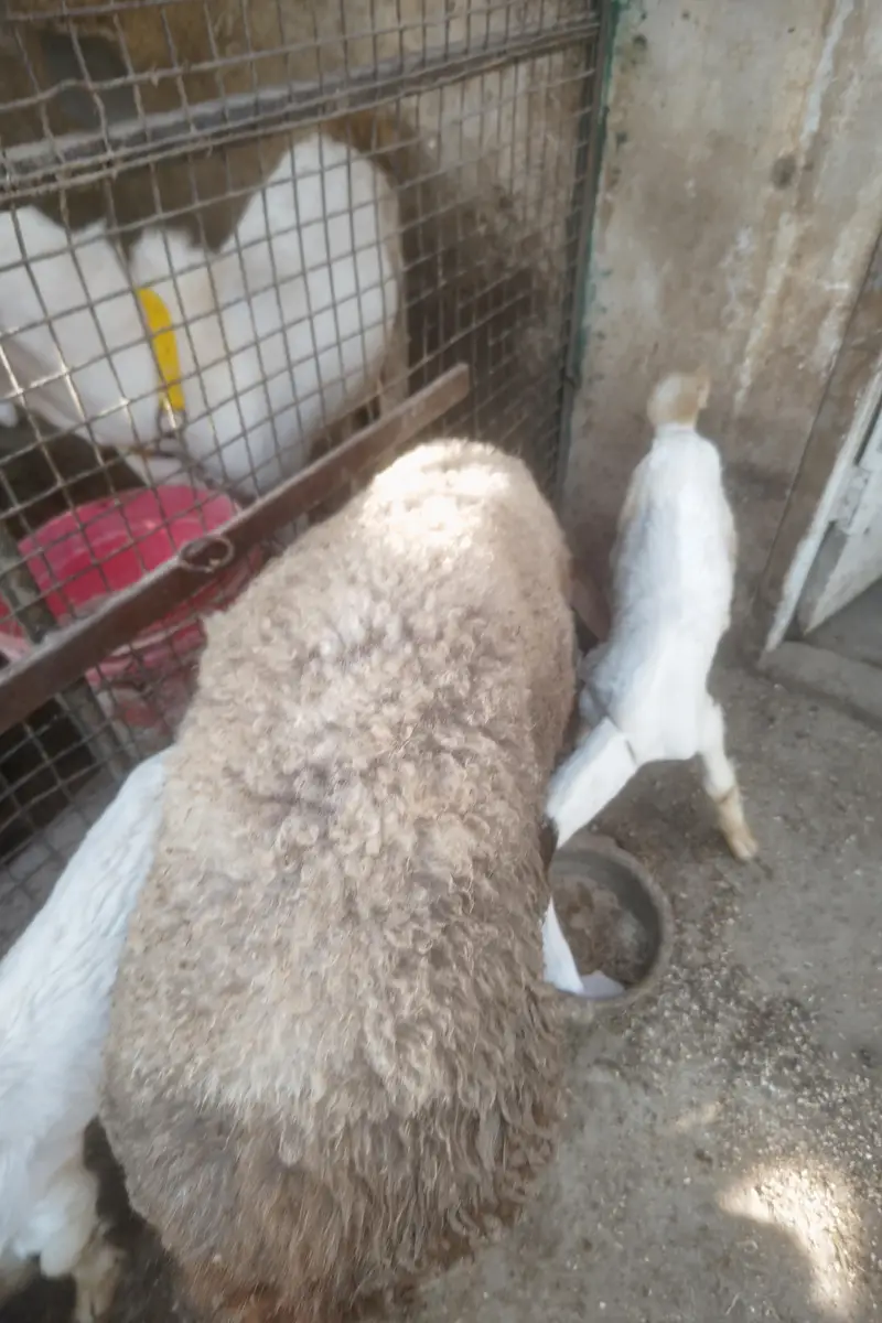 Turkey Dumba Gulabi — photo 6