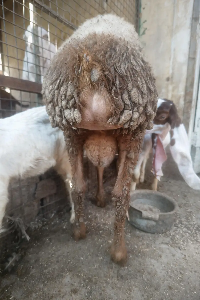 Turkey Dumba Gulabi — photo 7