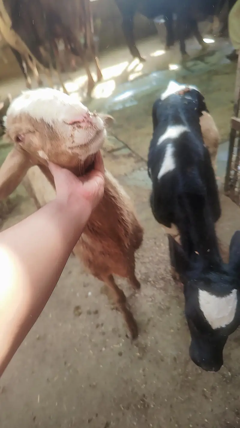 Turkey Dumba Gulabi — photo 8