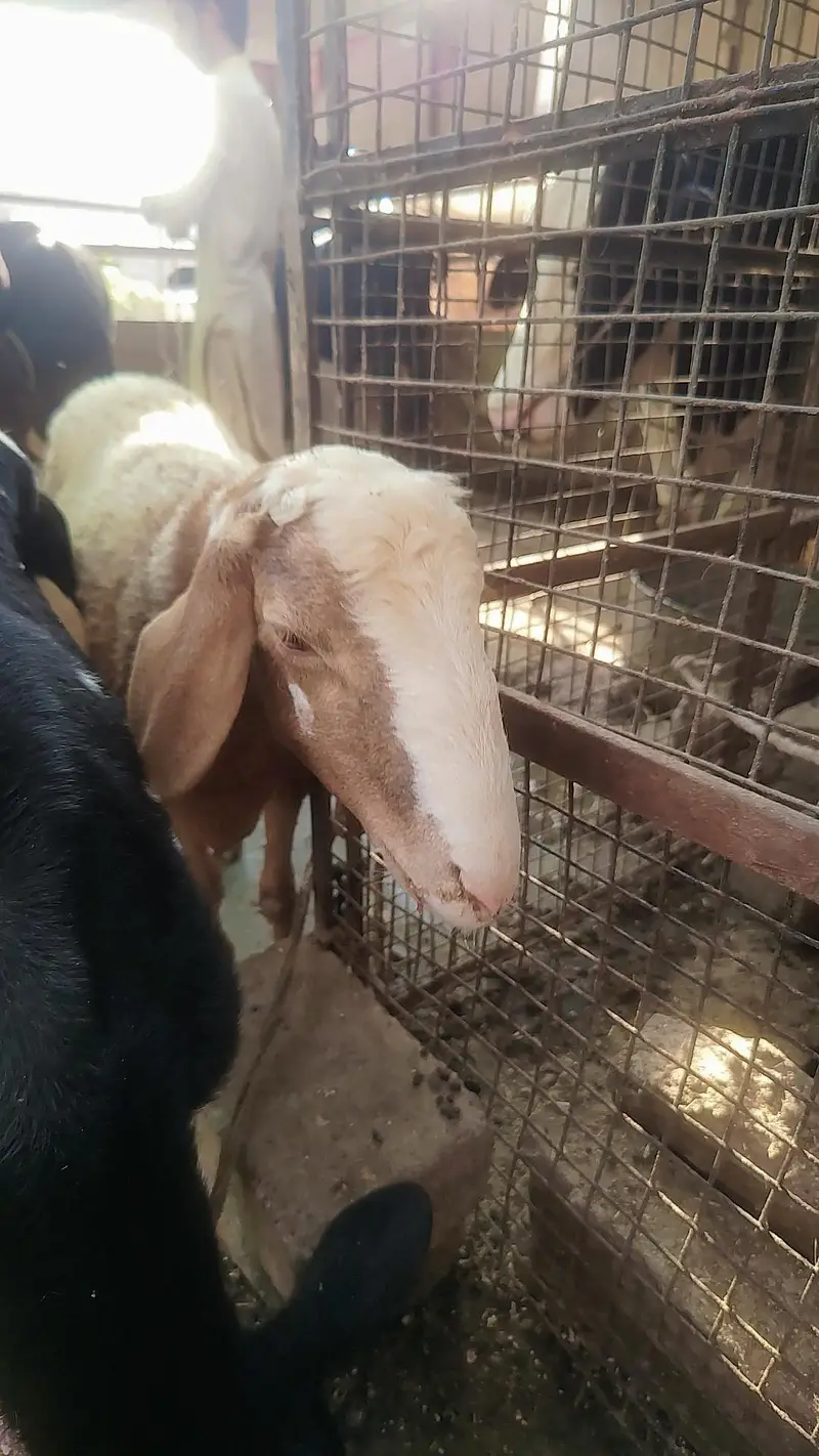 Turkey Dumba Gulabi — photo 9