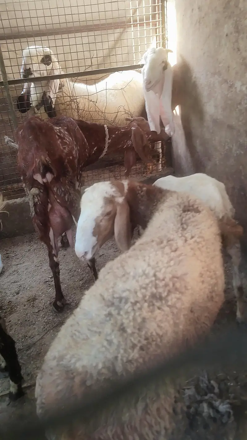 Turkey Dumba Gulabi — photo 10