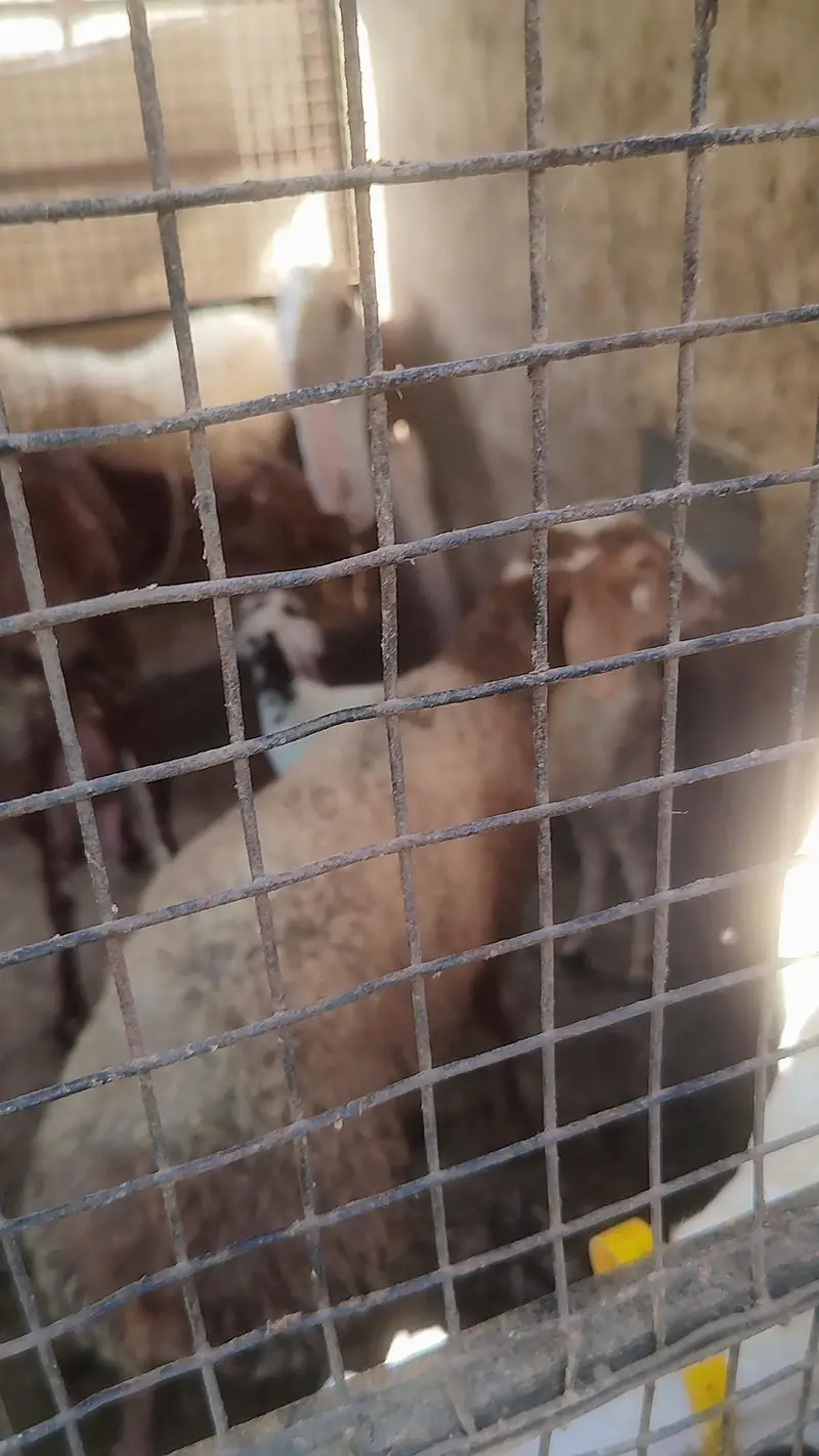 Turkey Dumba Gulabi — photo 11