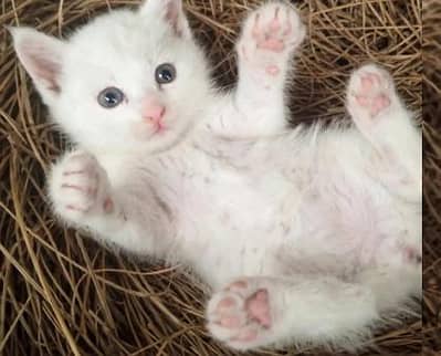 full trnd kittan quality prison kittan 03489375822