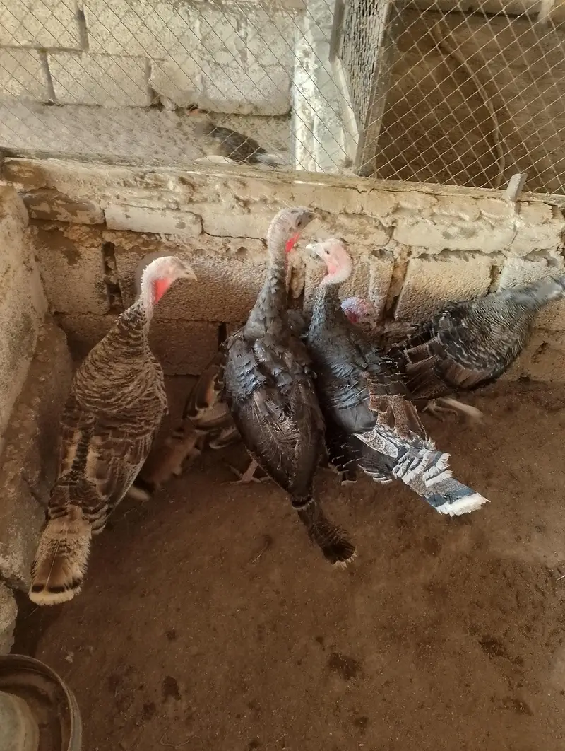 Turkey Birds — photo 3