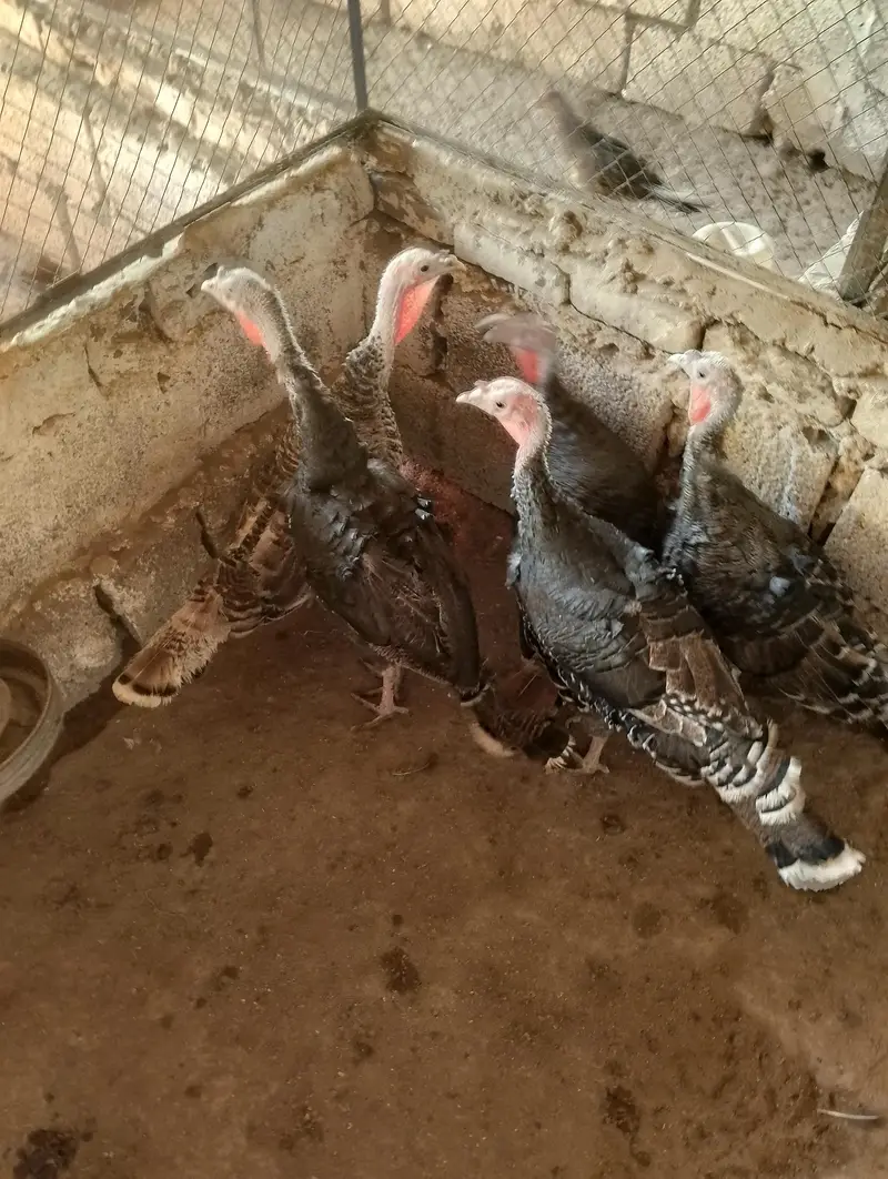 Turkey Birds — photo 4