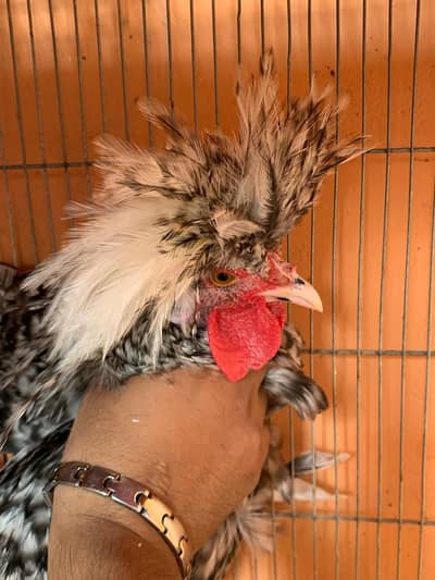 Cuckoo Polish Male for  sale and silky female
