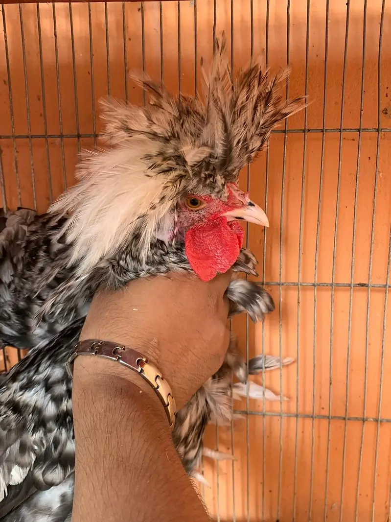 Cuckoo Polish Male for  sale and silky female — photo 2