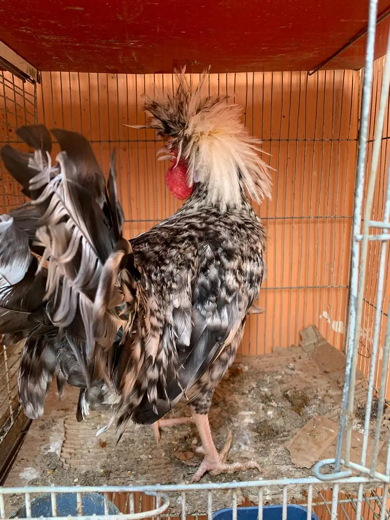 Cuckoo Polish Male for  sale and silky female — photo 3