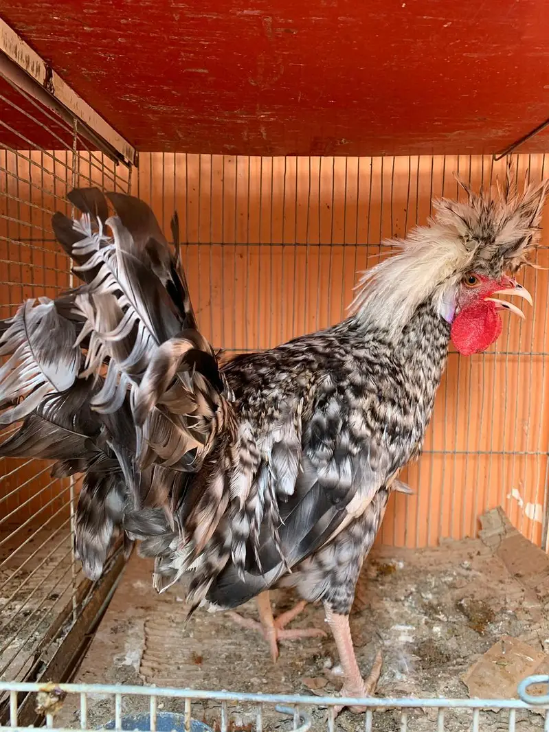 Cuckoo Polish Male for  sale and silky female — photo 4