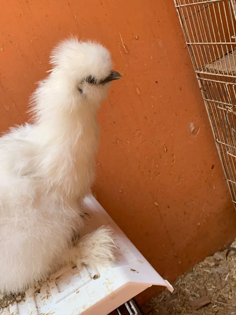 Cuckoo Polish Male for  sale and silky female — photo 5