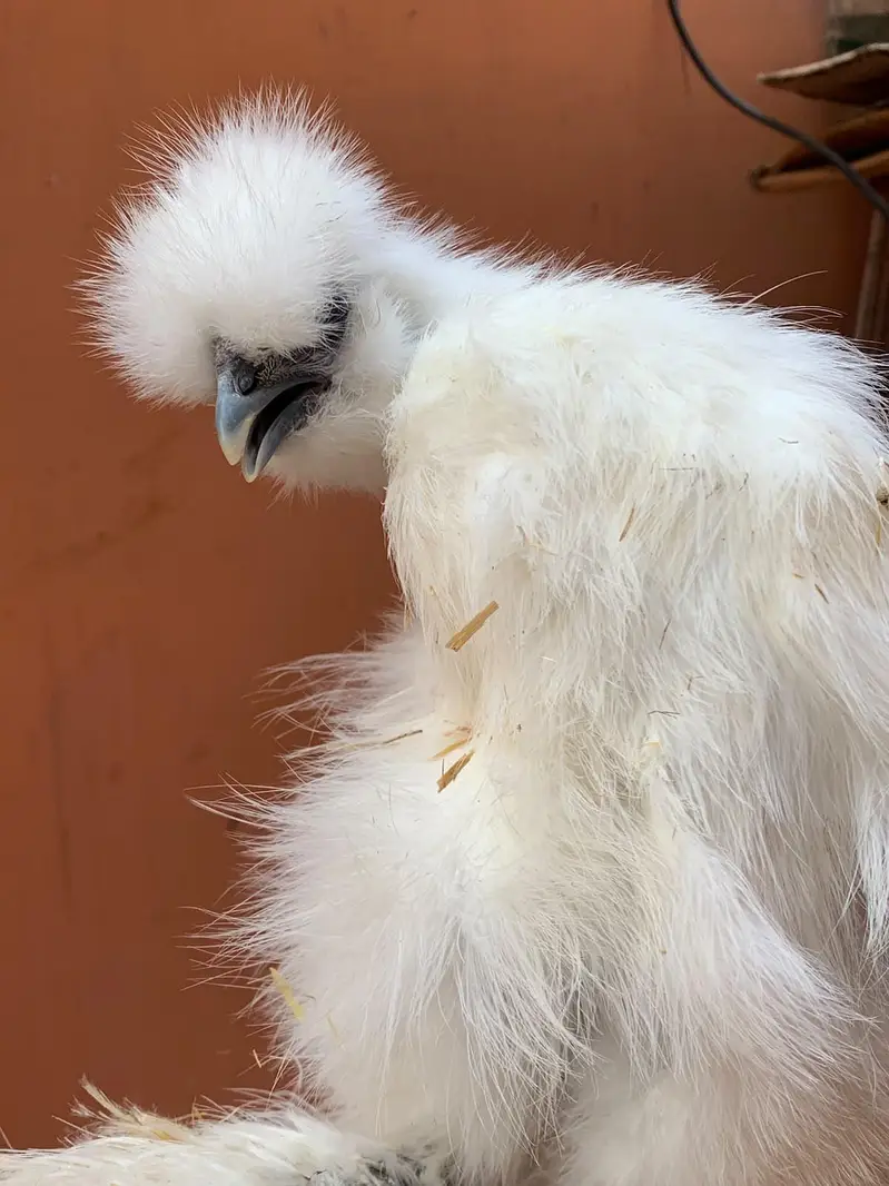 Cuckoo Polish Male for  sale and silky female — photo 6