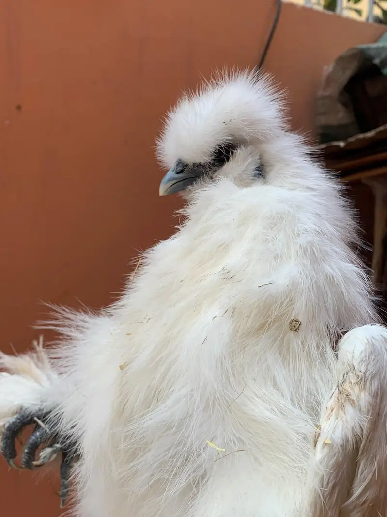 Cuckoo Polish Male for  sale and silky female — photo 7