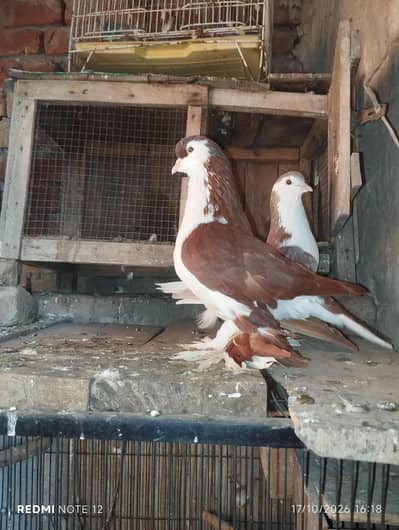 Lahoree German sherazi breeder pair 03110144020