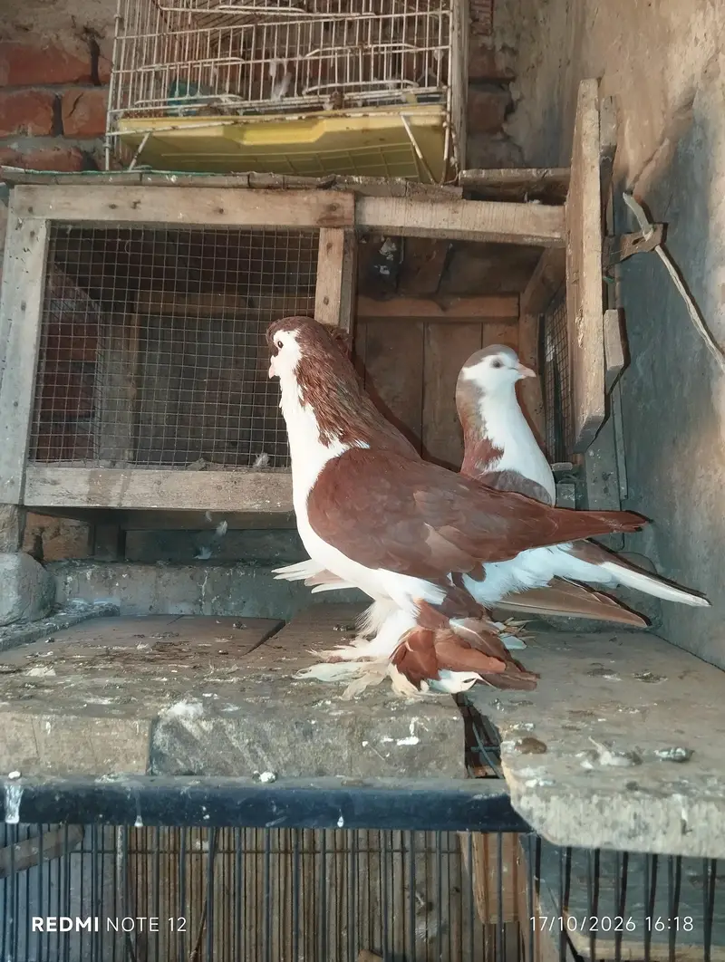 Lahoree German sherazi breeder pair 03110144020 — photo 2