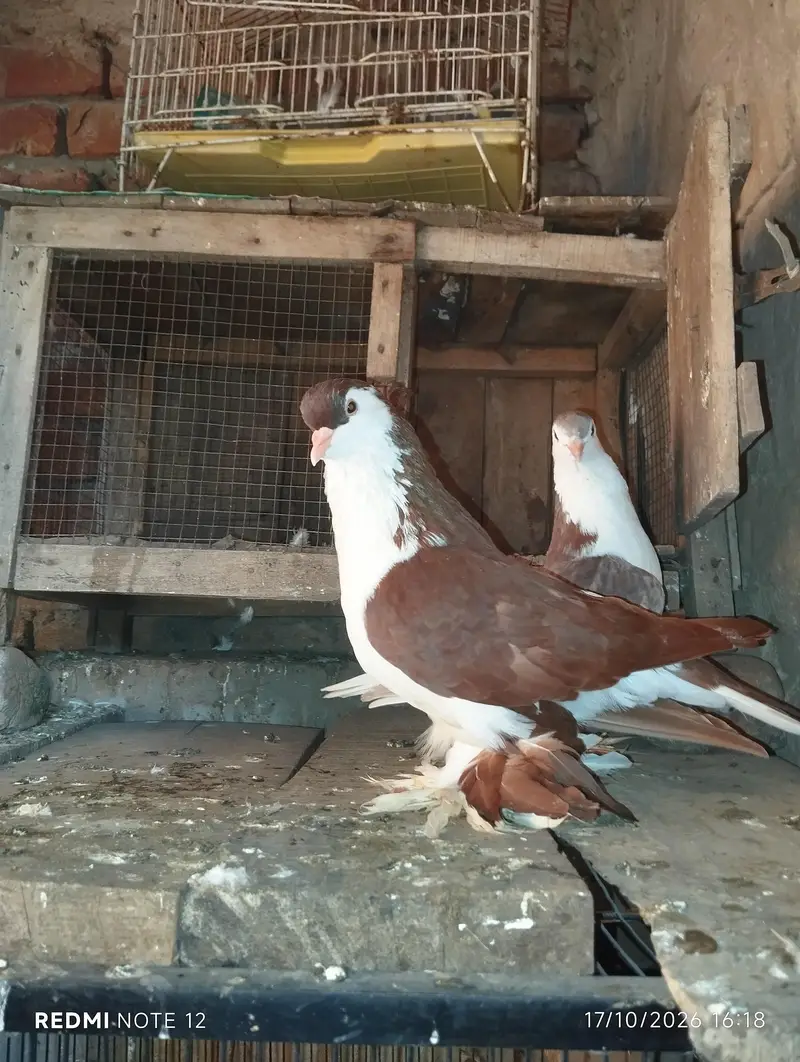 Lahoree German sherazi breeder pair 03110144020 — photo 3