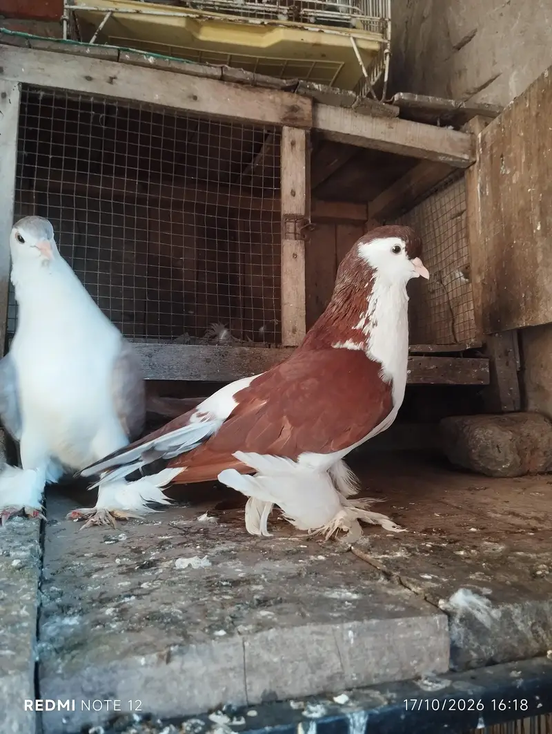 Lahoree German sherazi breeder pair 03110144020 — photo 4