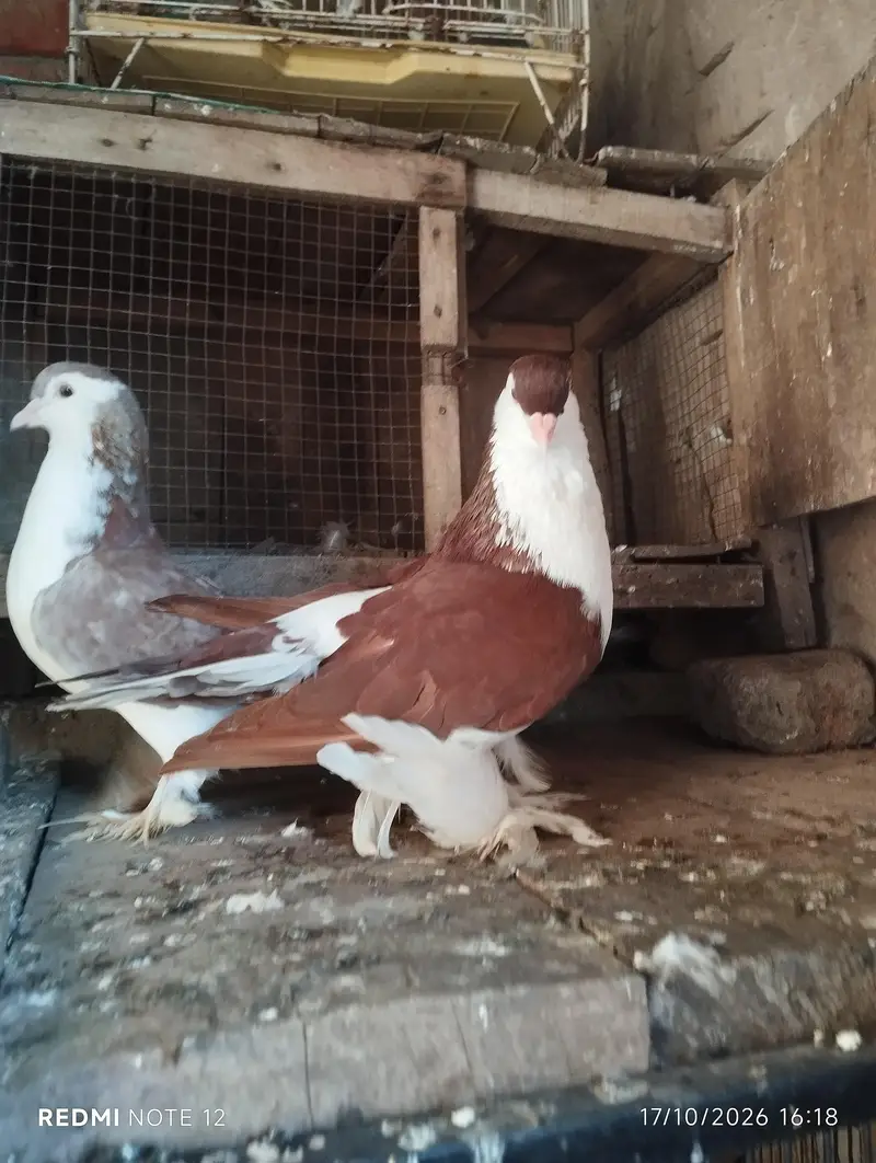 Lahoree German sherazi breeder pair 03110144020 — photo 5