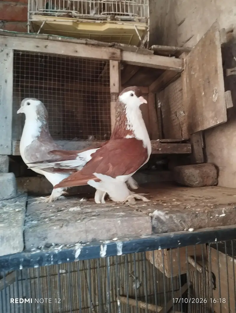 Lahoree German sherazi breeder pair 03110144020 — photo 6