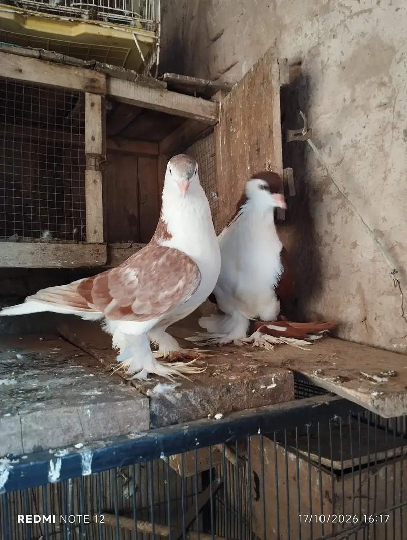 Lahoree German sherazi breeder pair 03110144020 — photo 7