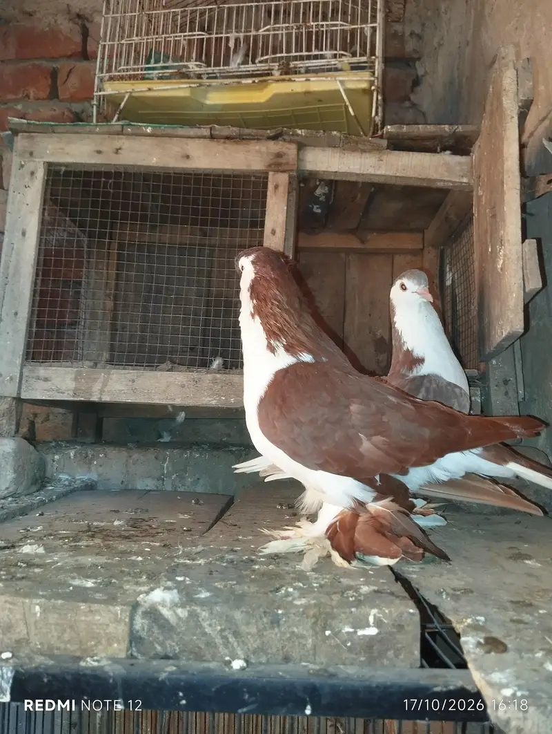 Lahoree German sherazi breeder pair 03110144020 — photo 8