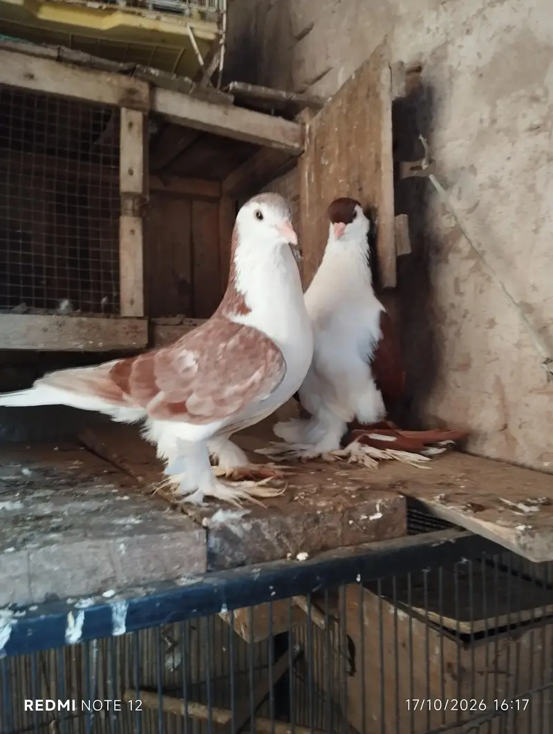 Lahoree German sherazi breeder pair 03110144020 — photo 9