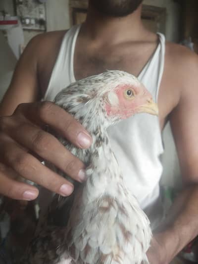 home breed ki mainwali
