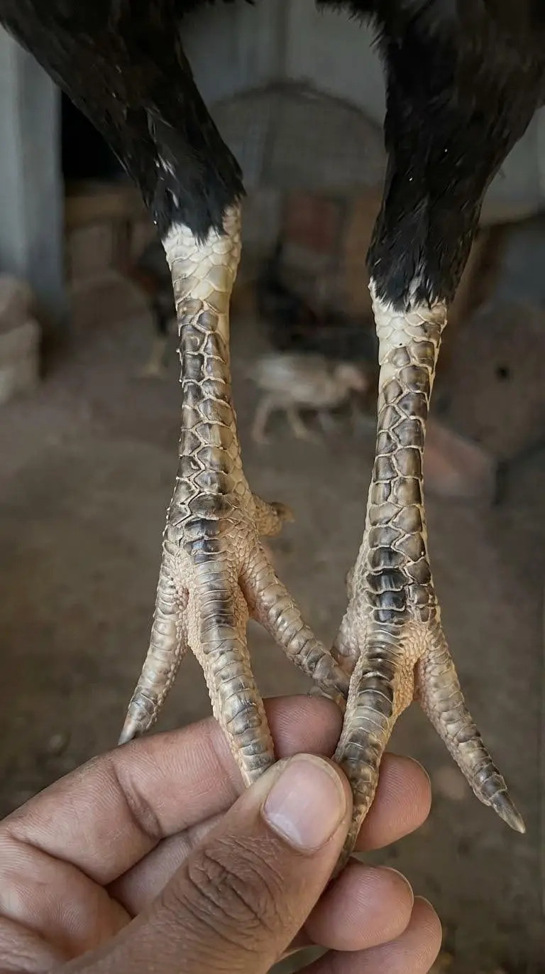 home breed ki mainwali — photo 4