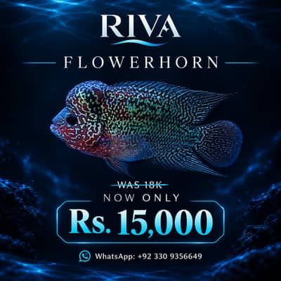 Flowerhorn fish