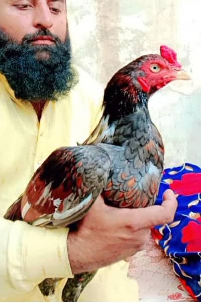 high quality aseel murgh