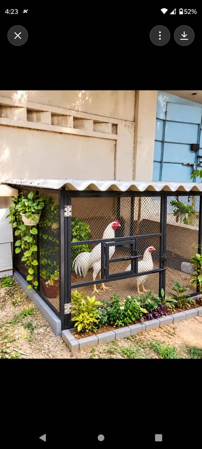 WHITE HEERA MURGHA + 2 HENS