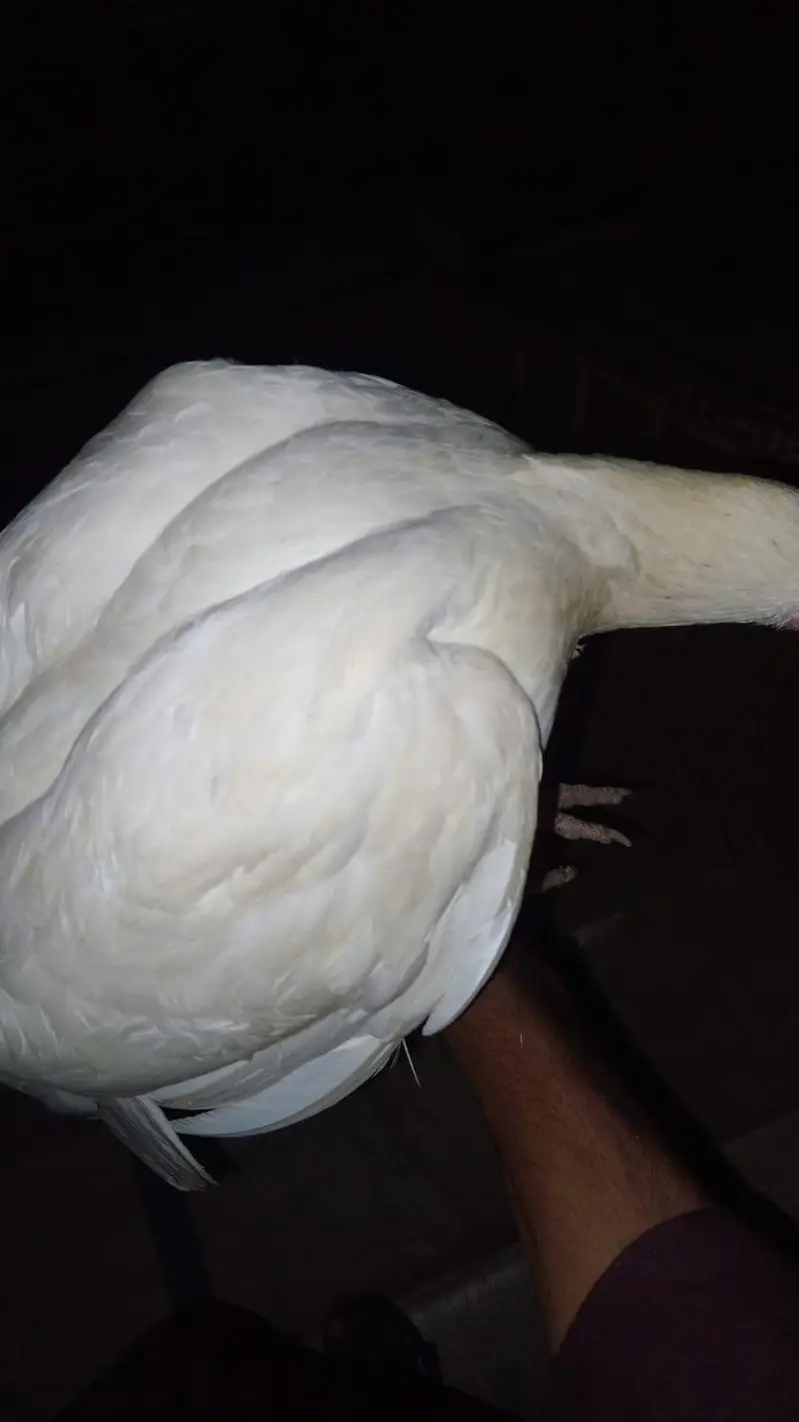 WHITE HEERA MURGHA + 2 HENS — photo 2