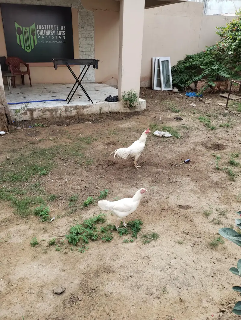 WHITE HEERA MURGHA + 2 HENS — photo 3