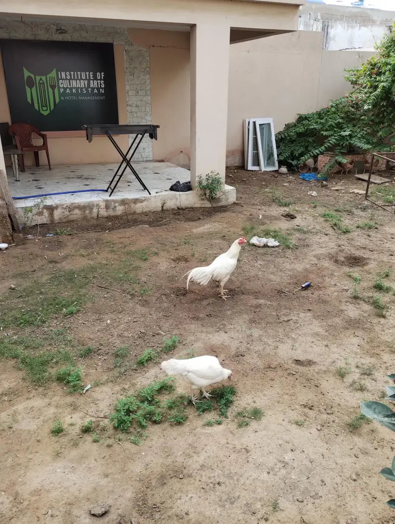 WHITE HEERA MURGHA + 2 HENS — photo 4