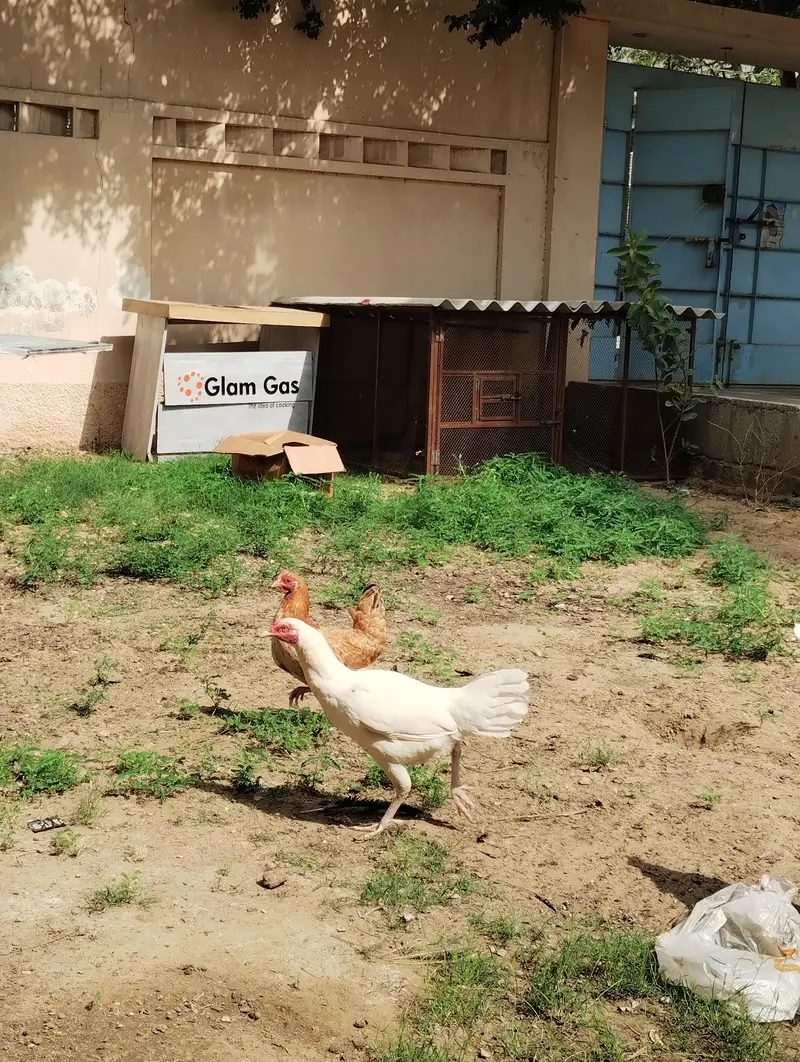 WHITE HEERA MURGHA + 2 HENS — photo 5