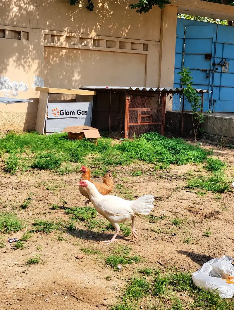 WHITE HEERA MURGHA + 2 HENS — photo 6