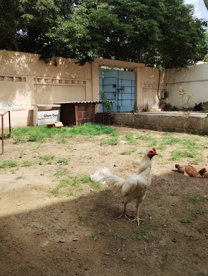 WHITE HEERA MURGHA + 2 HENS — photo 7