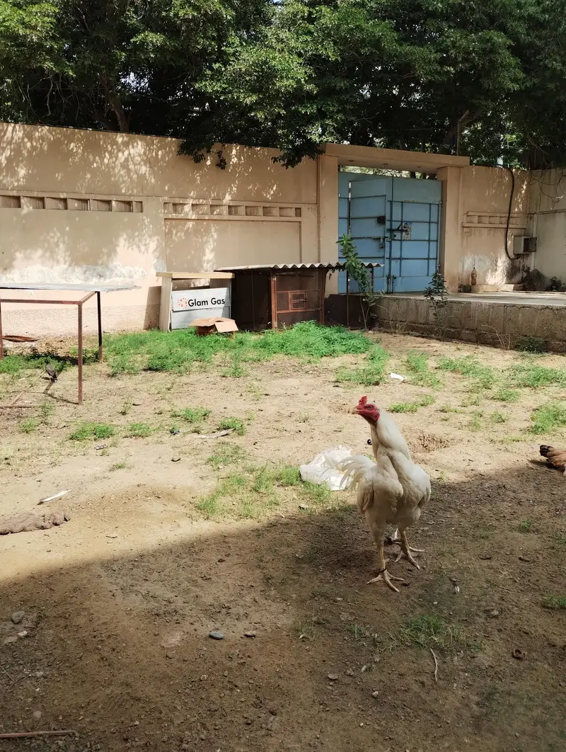 WHITE HEERA MURGHA + 2 HENS — photo 8