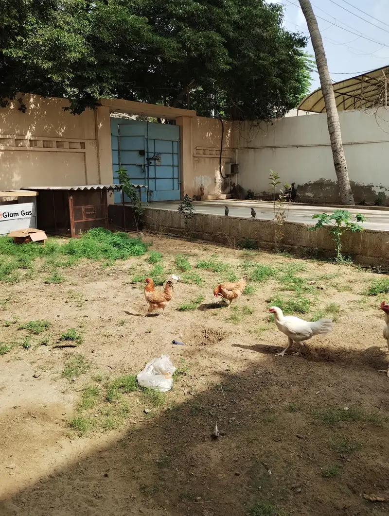 WHITE HEERA MURGHA + 2 HENS — photo 9