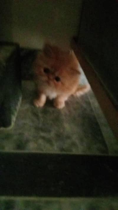 2 female kitten for sale