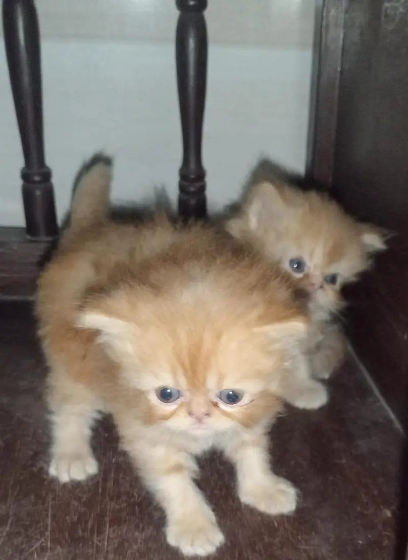 2 female kitten for sale — photo 2