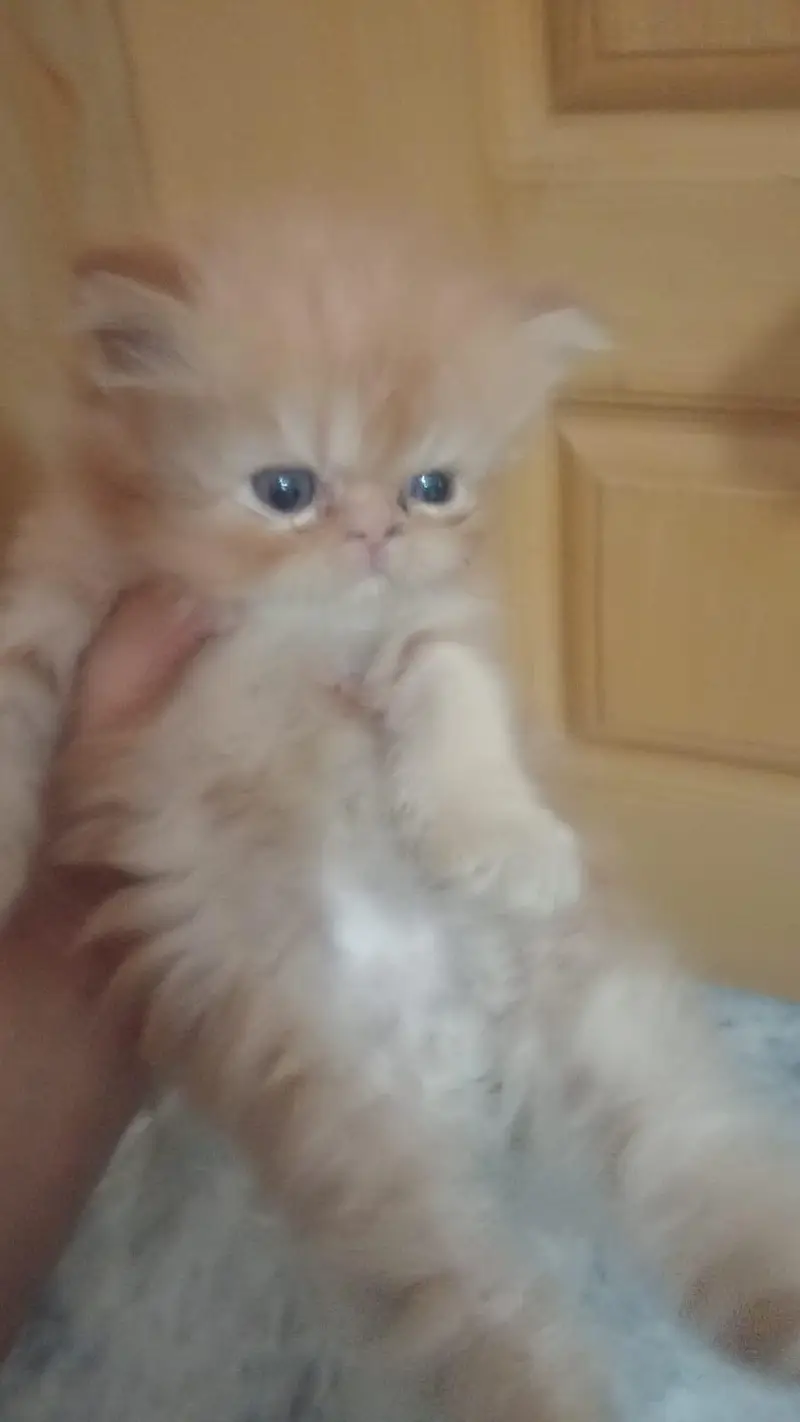 2 female kitten for sale — photo 3