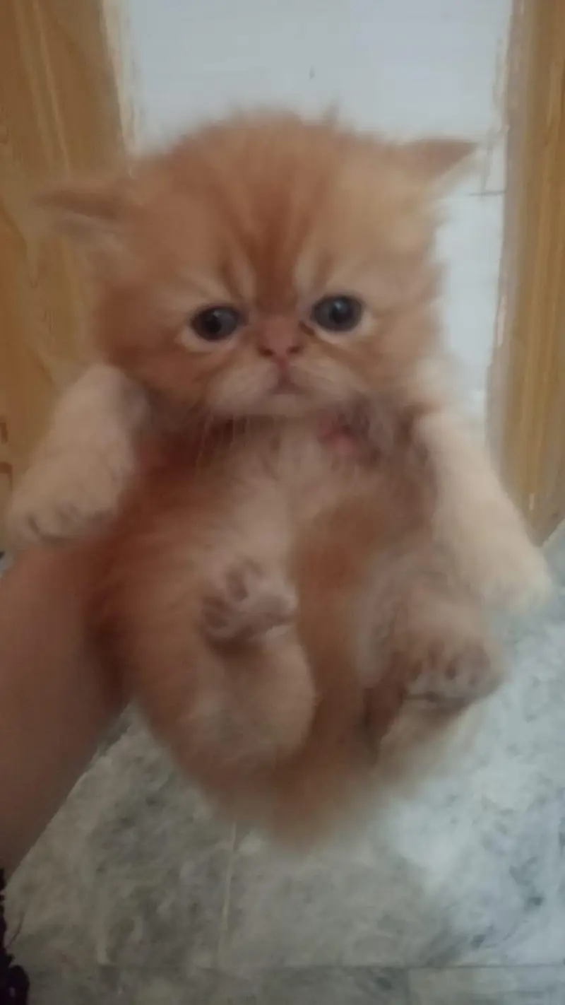 2 female kitten for sale — photo 4