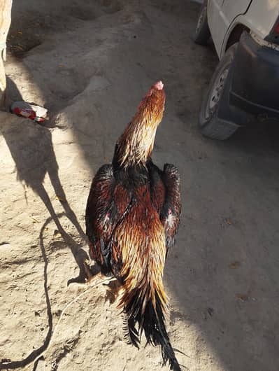 Jarman sahmo for sell